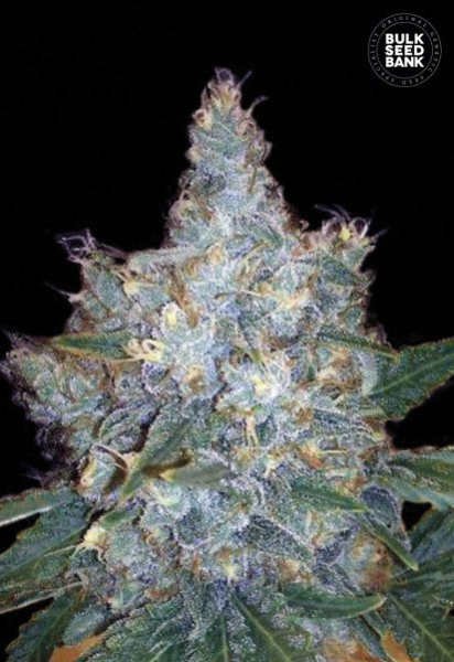Auto Blueberry Berry - BULK SEED BANK | TanieSianie.pl
