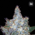 Auto Blueberry Berry - BULK SEED BANK