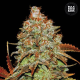 Auto Bubblegum Extra - BULK SEED BANK | TanieSianie.pl