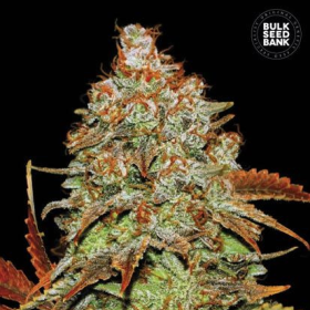 Auto Bubblegum Extra - BULK SEED BANK | TanieSianie.pl