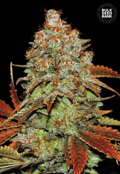Auto Bubblegum Extra - BULK SEED BANK | TanieSianie.pl
