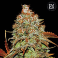 Auto Bubblegum Extra - BULK SEED BANK
