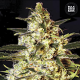 Auto Caramel King - BULK SEED BANK | TanieSianie.pl