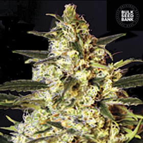 Auto Caramel King - BULK SEED BANK | TanieSianie.pl