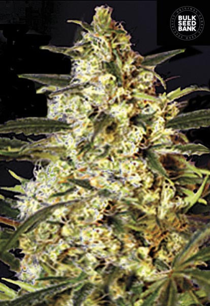 Auto Caramel King - BULK SEED BANK | TanieSianie.pl