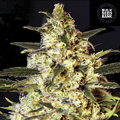 Auto Caramel King - BULK SEED BANK