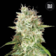 Auto Cheese - BULK SEED BANK | TanieSianie.pl