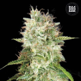 Auto Cheese - BULK SEED BANK | TanieSianie.pl
