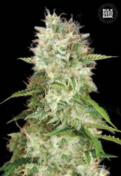 Auto Cheese - BULK SEED BANK | TanieSianie.pl