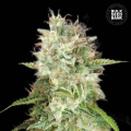 Auto Cheese - BULK SEED BANK