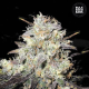 Auto Cocopopo - BULK SEED BANK | TanieSianie.pl