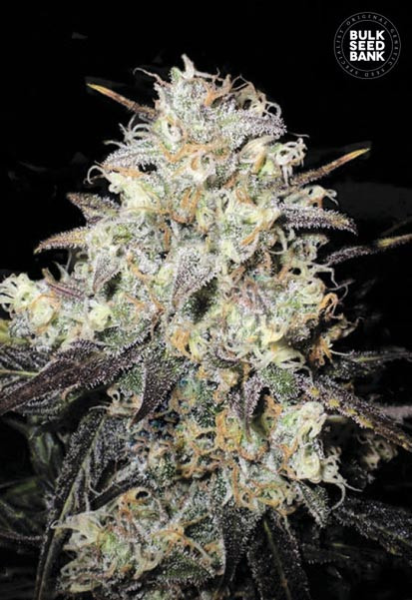 Auto Cocopopo - BULK SEED BANK | TanieSianie.pl