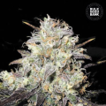 Auto Cocopopo - BULK SEED BANK