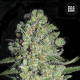 Auto Chronical - BULK SEED BANK | TanieSianie.pl