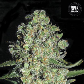 Auto Chronical - BULK SEED BANK | TanieSianie.pl