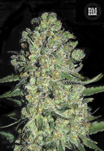 Auto Chronical - BULK SEED BANK | TanieSianie.pl