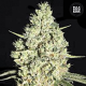 Auto Critical - BULK SEED BANK | TanieSianie.pl