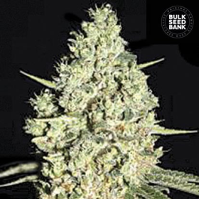 Auto Critical - BULK SEED BANK | TanieSianie.pl