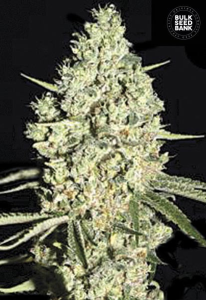 Auto Critical - BULK SEED BANK | TanieSianie.pl