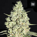 Auto Critical - BULK SEED BANK