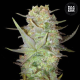 Auto Dubai Poison - BULK SEED BANK | TanieSianie.pl