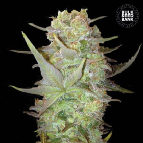 Auto Dubai Poison - BULK SEED BANK | TanieSianie.pl