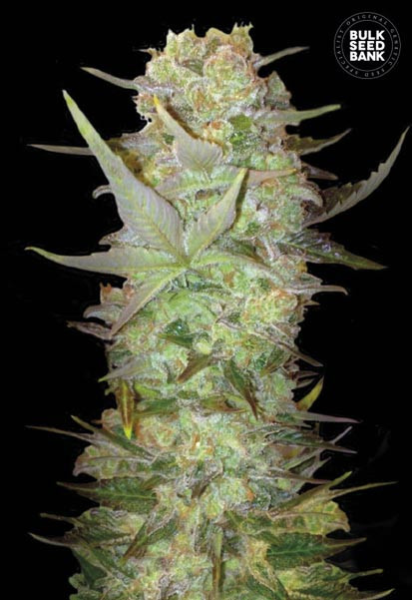 Auto Dubai Poison - BULK SEED BANK | TanieSianie.pl