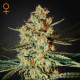 Himalaya Gold - GREEN HOUSE SEEDS | TanieSianie.pl
