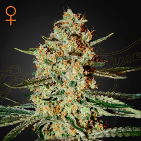 Himalaya Gold - GREEN HOUSE SEEDS | TanieSianie.pl