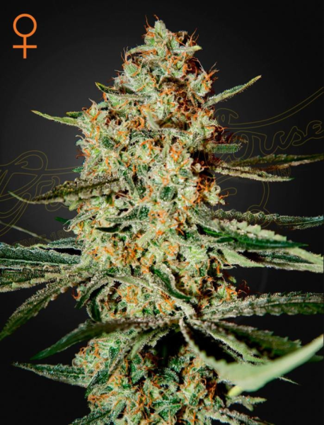 Himalaya Gold - GREEN HOUSE SEEDS | TanieSianie.pl