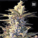 Auto East Ryder - BULK SEED BANK | TanieSianie.pl