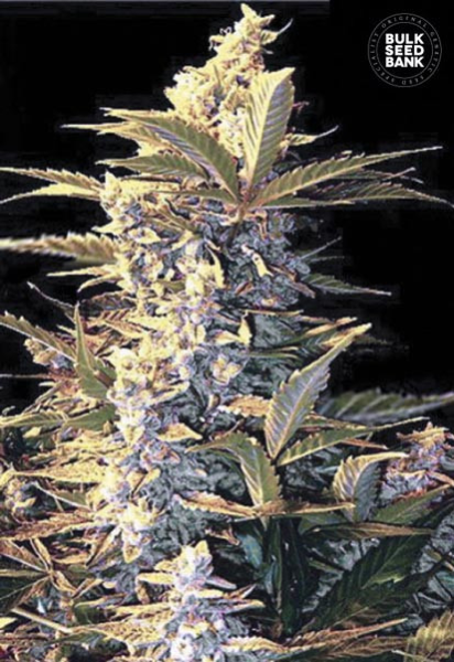 Auto East Ryder - BULK SEED BANK | TanieSianie.pl