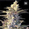 Auto East Ryder - BULK SEED BANK