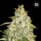 Auto Good Wild Shark - BULK SEED BANK | TanieSianie.pl