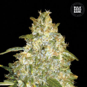 Auto Good Wild Shark - BULK SEED BANK | TanieSianie.pl