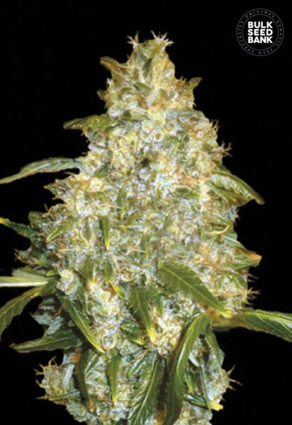 Auto Good Wild Shark - BULK SEED BANK | TanieSianie.pl