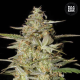 Auto Hindu Kush - BULK SEED BANK | TanieSianie.pl