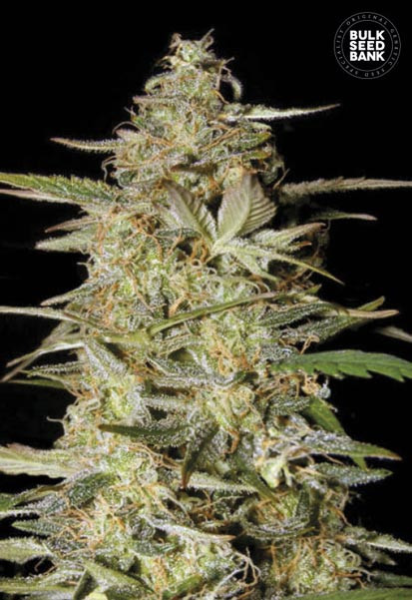 Auto Hindu Kush - BULK SEED BANK | TanieSianie.pl