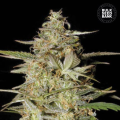 Auto Hindu Kush - BULK SEED BANK