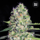 Auto Jack Hair - BULK SEED BANK | TanieSianie.pl