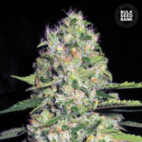 Auto Jack Hair - BULK SEED BANK | TanieSianie.pl