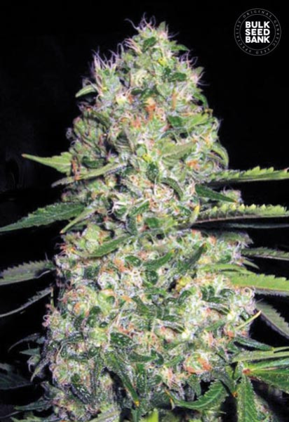 Auto Jack Hair - BULK SEED BANK | TanieSianie.pl