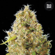 Auto Kali's Mistery - BULK SEED BANK | TanieSianie.pl