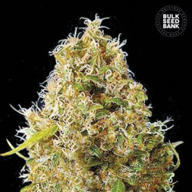 Auto Kali's Mistery - BULK SEED BANK | TanieSianie.pl