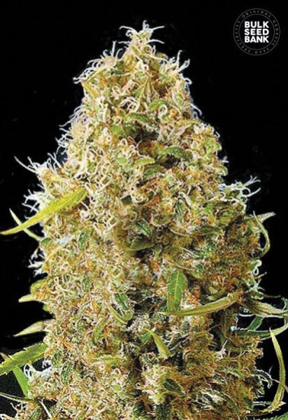 Auto Kali's Mistery - BULK SEED BANK | TanieSianie.pl