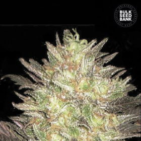 Auto Lavender Best - BULK SEED BANK | TanieSianie.pl