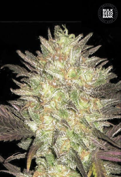 Auto Lavender Best - BULK SEED BANK | TanieSianie.pl