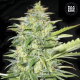 Auto Lime Skunk - BULK SEED BANK | TanieSianie.pl