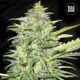 Auto Lime Skunk - BULK SEED BANK | TanieSianie.pl