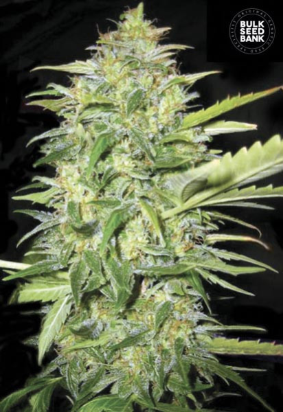 Auto Lime Skunk - BULK SEED BANK | TanieSianie.pl
